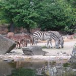 باغ وحش هانوفر ( Hanover Adventure Zoo )