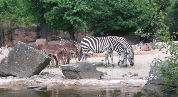 باغ وحش هانوفر ( Hanover Adventure Zoo )